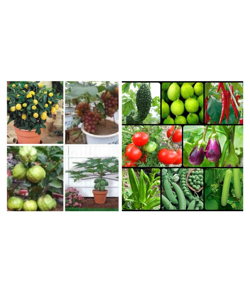     			vegetable & fruit seeds combo ( 150+ seeds - 13 variety)