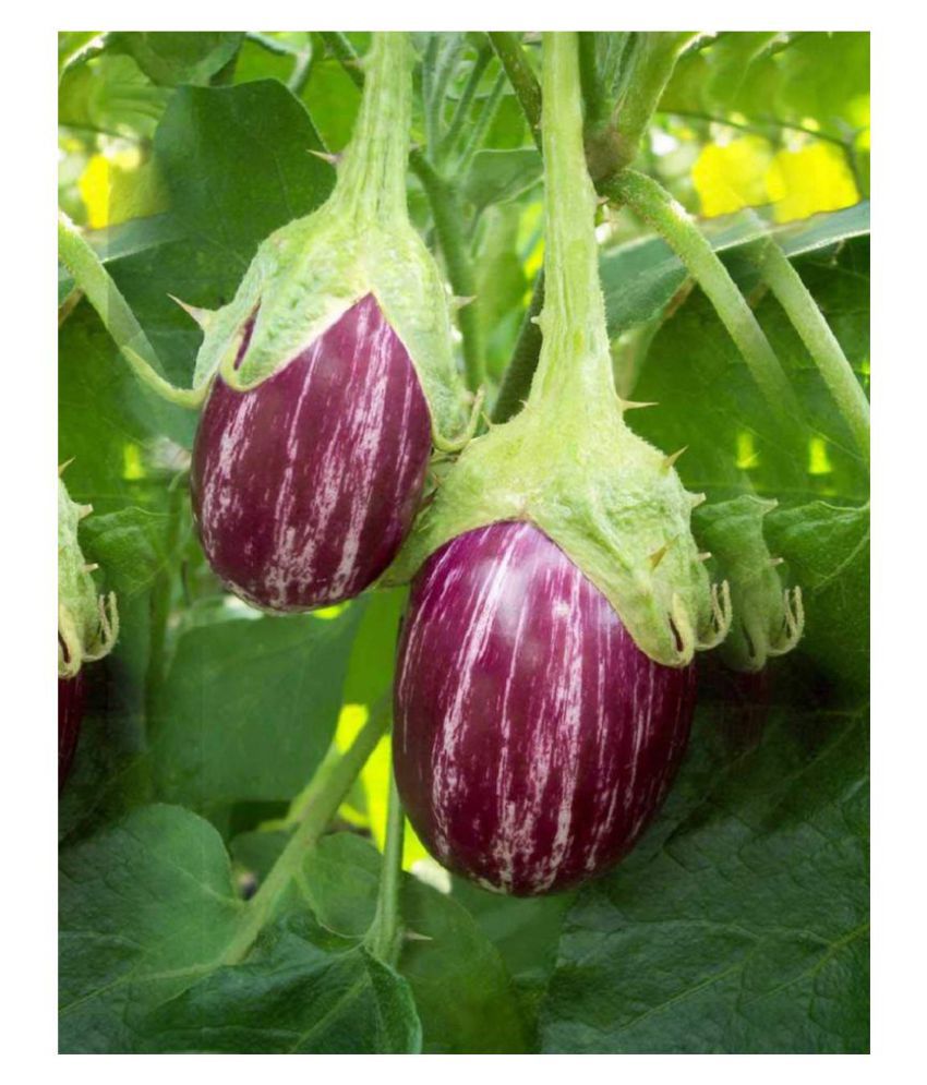     			Brinjal Purple Round - Desi Vegetable 100 Seeds