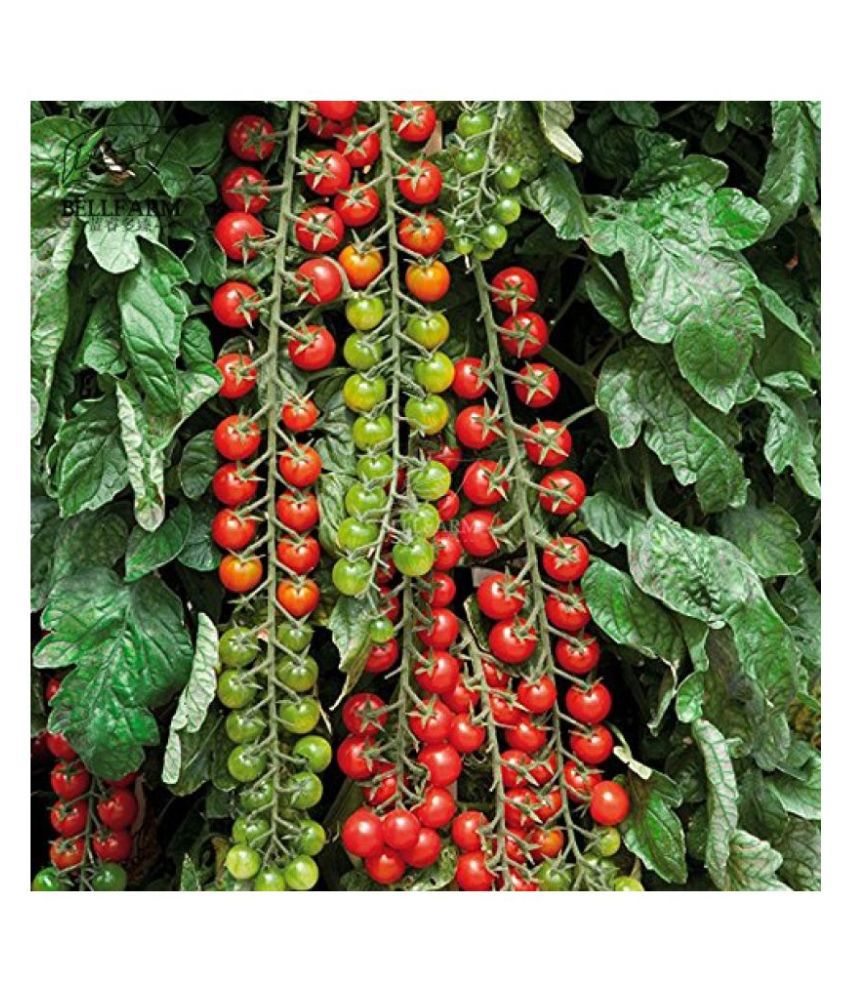     			Recron Seeds Red Cherry Tomato Vegetable Seeds Pack Of 50 Seeds