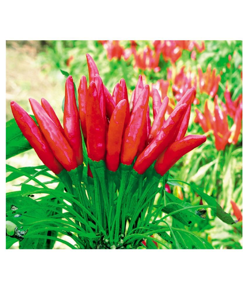     			Pepper Red Chilli Hybrid Bengali Surajmukhi Type, 50 Seeds
