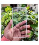 Realme Narzo 30A Soft Silicon Cases Case Vault Covers - Transparent