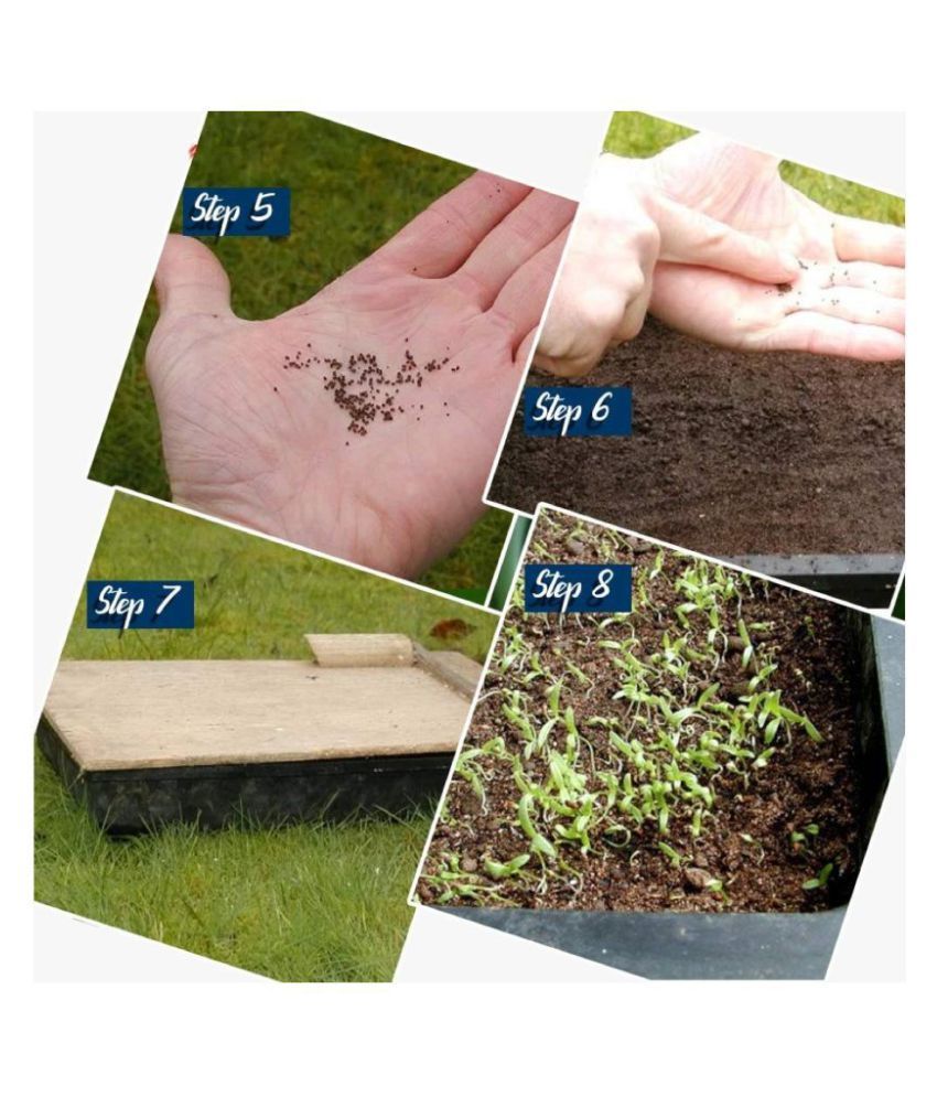 Iris Hybrid Fruit Seeds Combo of Watermelon and Melon with Instruction