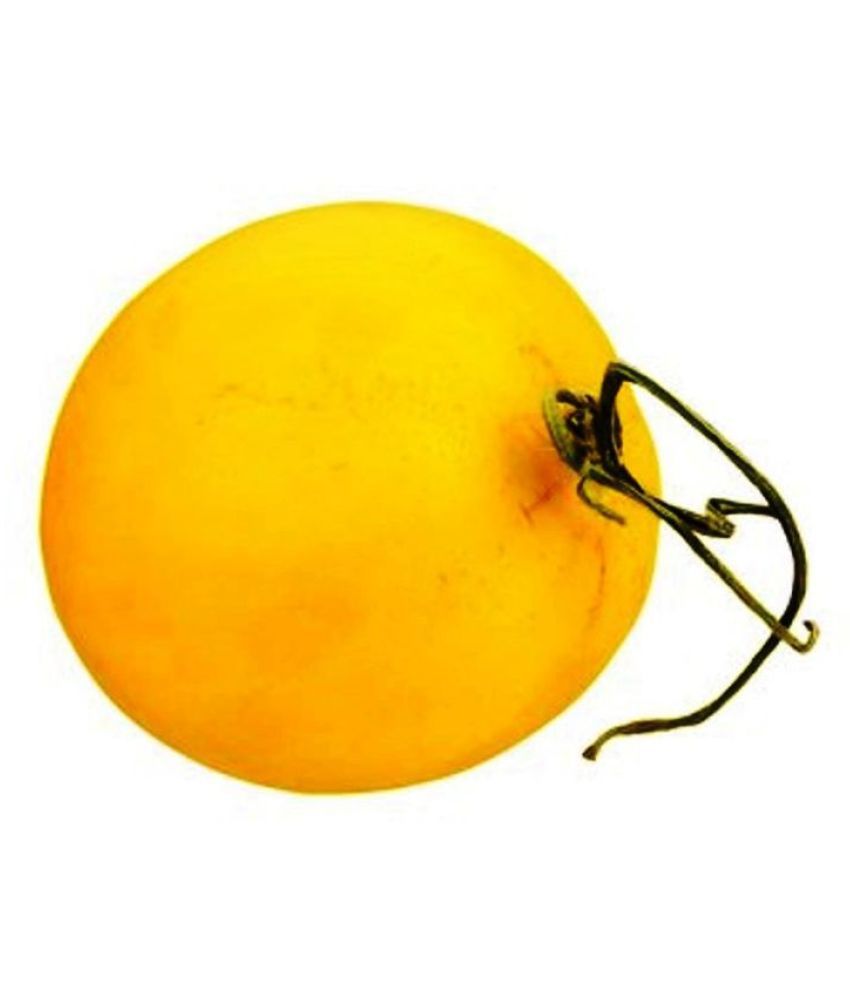 Iris Hybrid Fruit Seeds Melon with Instruction Manual Buy Iris Hybrid