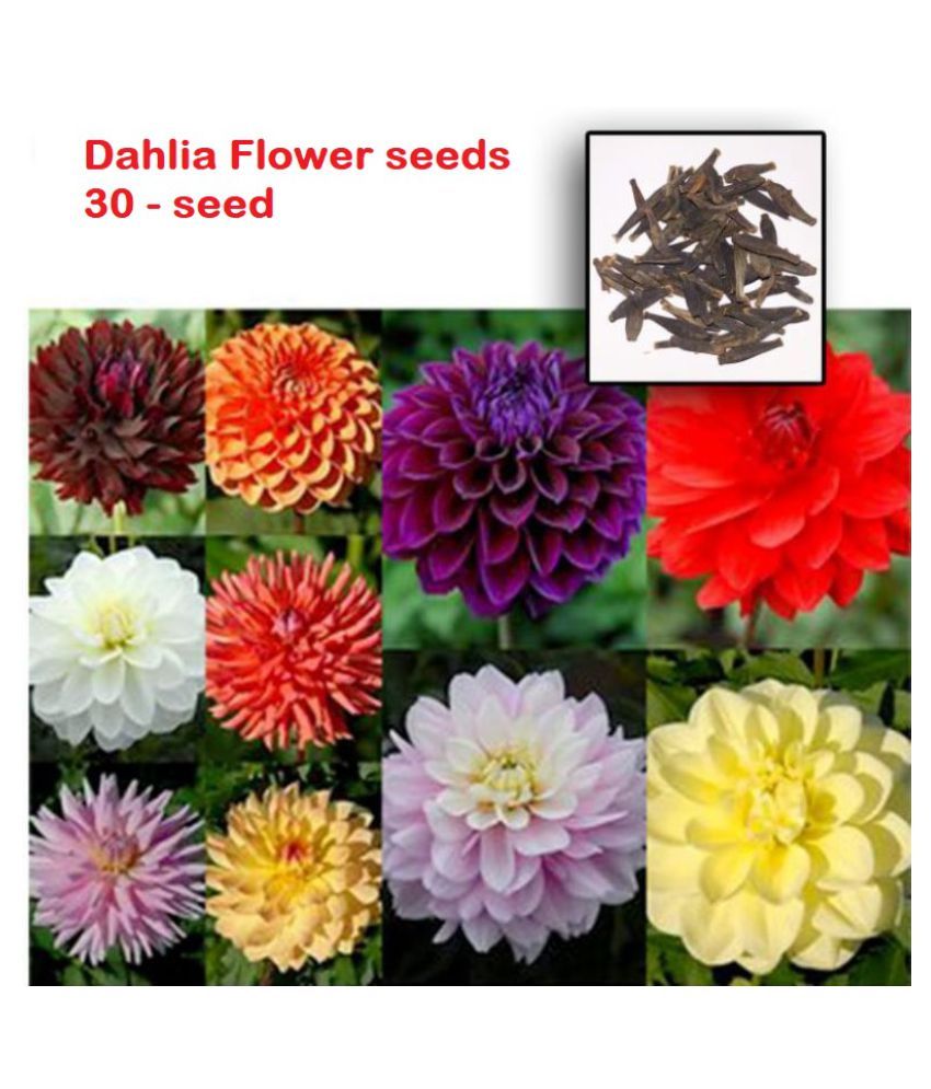 Buy Dalhia Seed / Dahlia Hybrids Mixed Color Dahlia Flower 20 Seeds