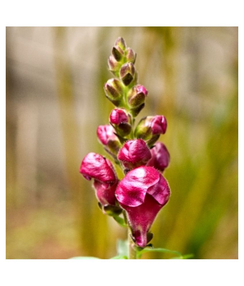 200 Premium Dragon flower Seeds Buy 200 Premium Dragon flower Seeds