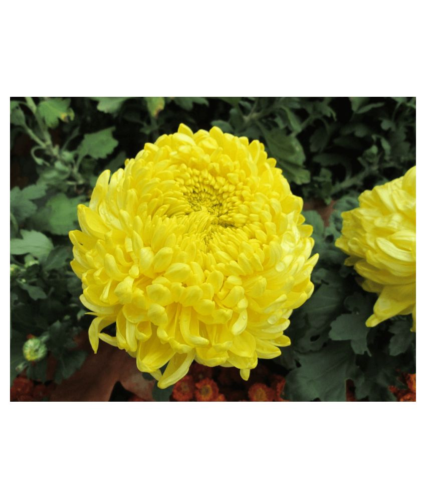     			Chrystheninmum YELLOW FLOWER 30 SEEDS WITH FREE COCOPEAT COMBO PACK WITH USER MANUAL FOR HOME GARDENING