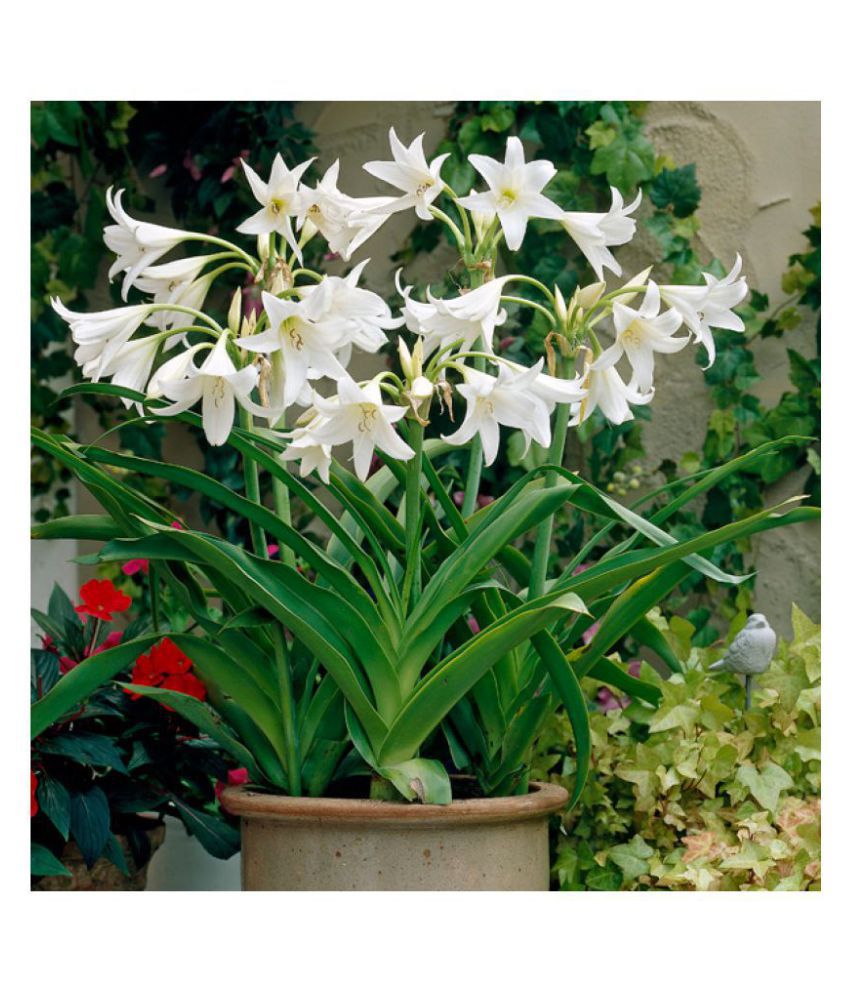     			Lily Good Germinated, Hybrid - Flower Bulbs (Pack of 5 Flower Bulbs)