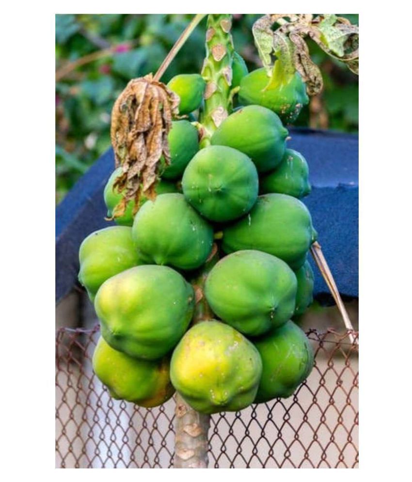 Papaya, Papita Honey Dew Fruit Pack of 50 Seeds Buy Papaya, Papita