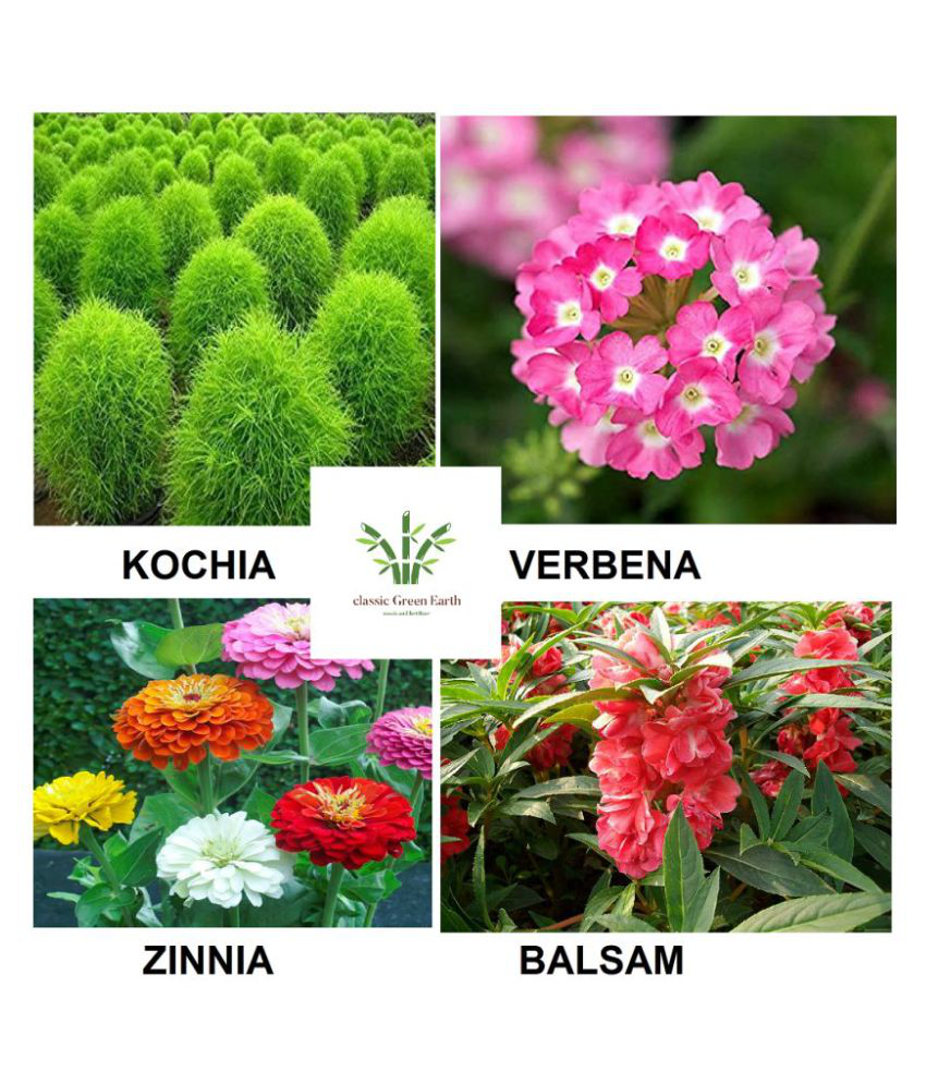     			Kochia ,Balsam, verebena ,zinnia flower seeds 200+ seeds with growing cocopeat
