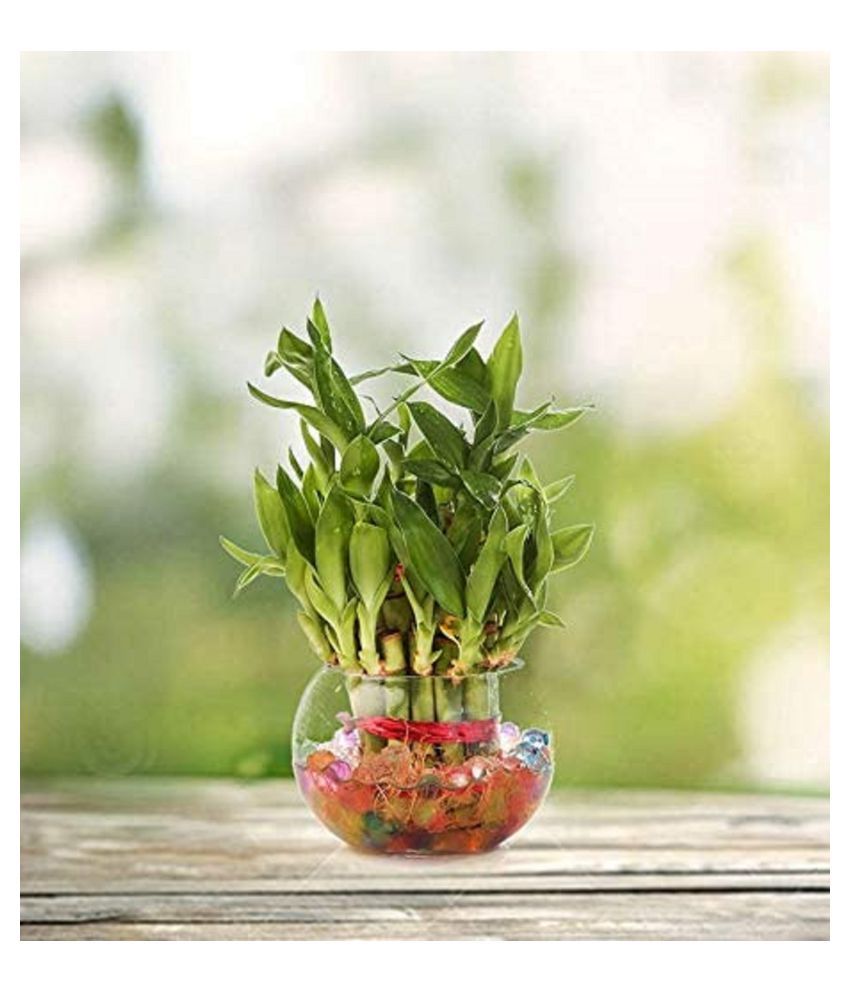     			Green plant indoor 2 Layer Lucky Bamboo Plants Green Greens With Pot Glass - Pack of 1