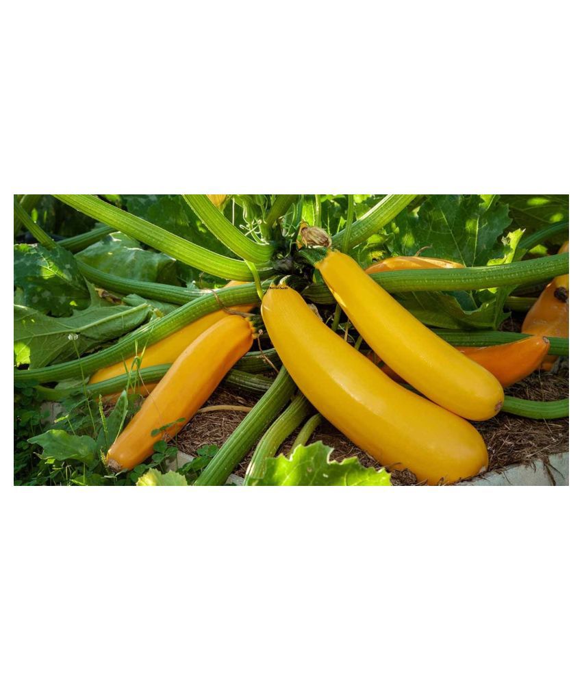     			Yellow Long Zucchini Summer Squash Seeds, Courgette, Marrow, Gourd Seeds 10