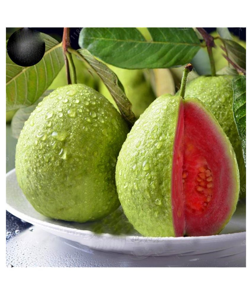     			Dwarf Sweet White Guava/Psidium guajava Fast Growing 100 seeds with cocopeat soil