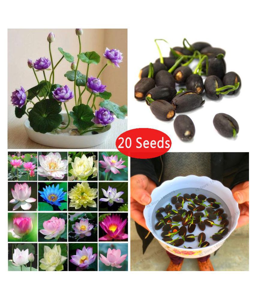     			sky star agro & co. - Lotus Flower ( 20 Seeds )