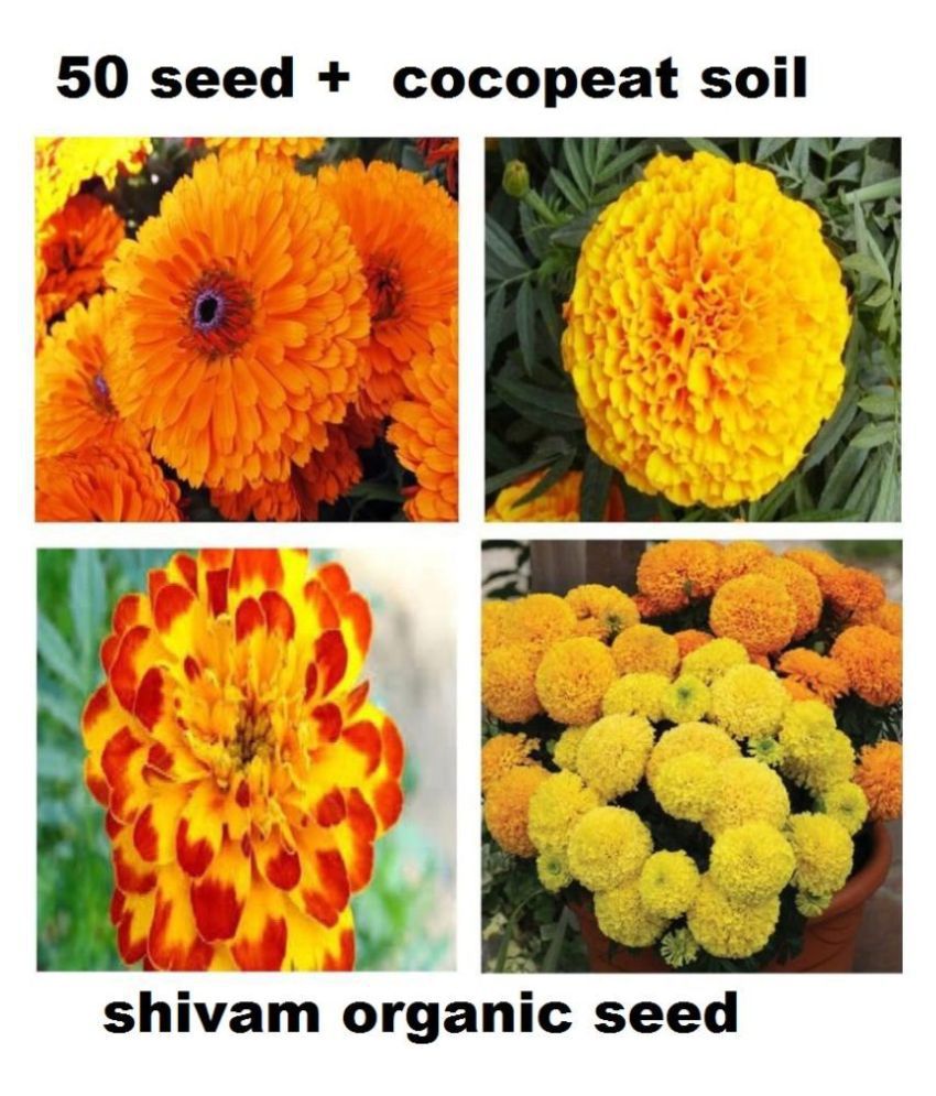     			Marigold flower Seeds mix (50 Seeds + cocopeat free )