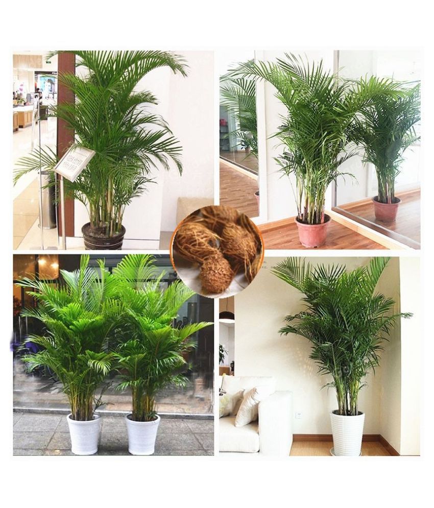     			Areca Palm Seeds For Indoor/Outdoor Gardening ( 10 seeds )