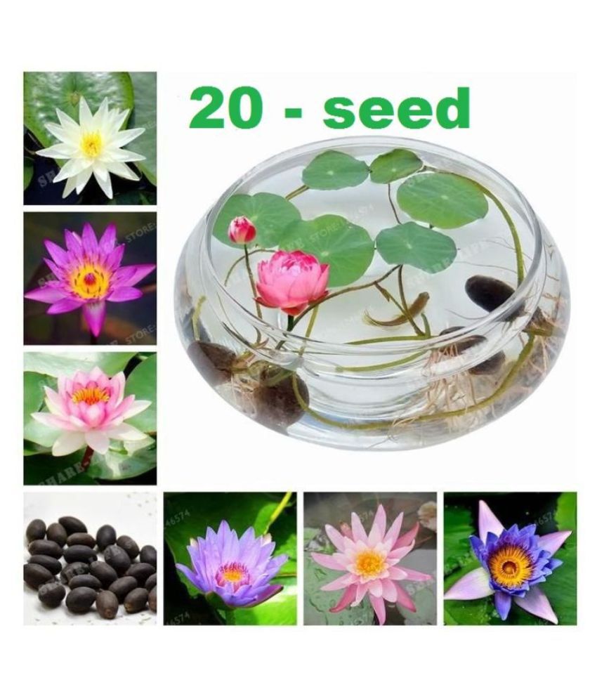     			All Season Bowl Lotus Flower Seeds Flower 20 Seeds/Pack Mixed Color