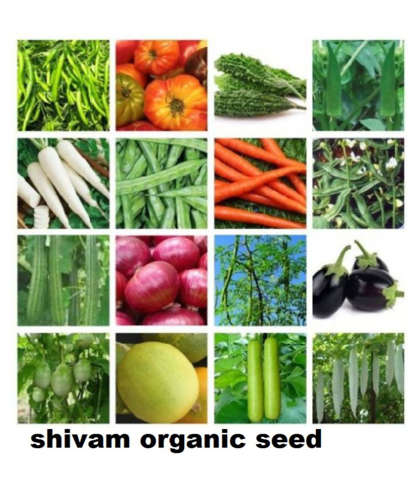     			16 Variety Vegetable Best Quality Combo Seeds - Pack Of 500+ Hybrid Seeds
