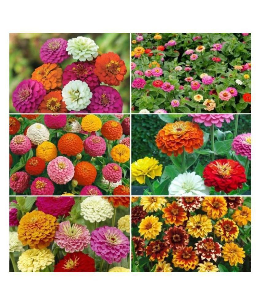     			Zinnia Double Mix Flower Seeds (Multicolour, Pack of 25 )