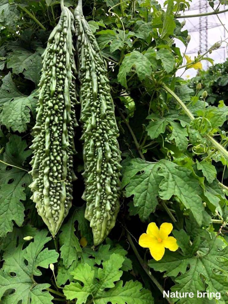     			LiveNature Karela Vegetable ( 100 Seeds )