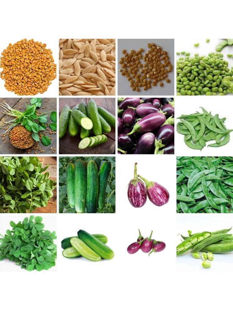     			Vedhahi Brinjal Vegetable 4 Varieties ( 500 Seeds )