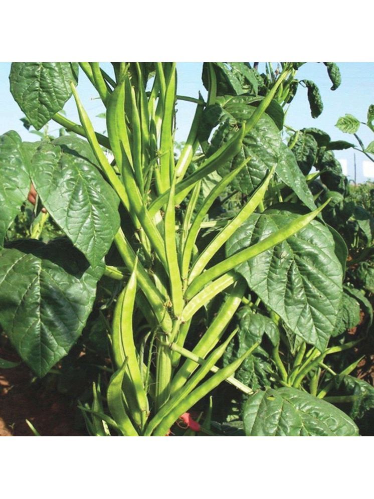     			Jignisha Seeds Guar Phali Vegetable ( 50 Seeds )