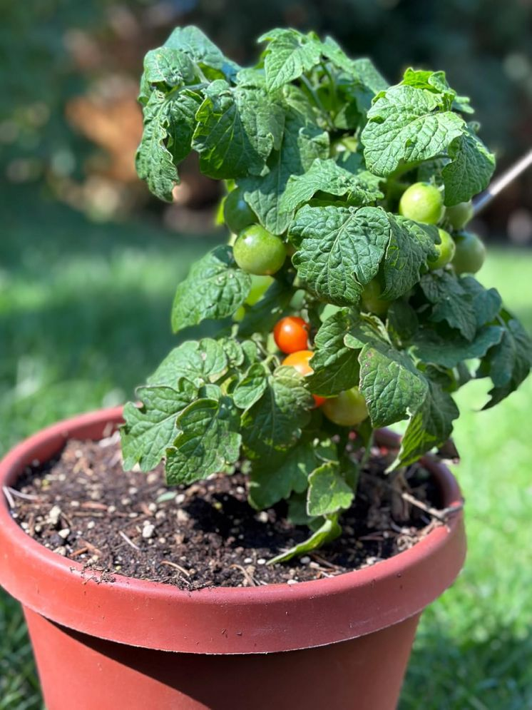     			Vedhahi Hybrid Red Cherry Tomato Vegetable ( 50 Seeds )