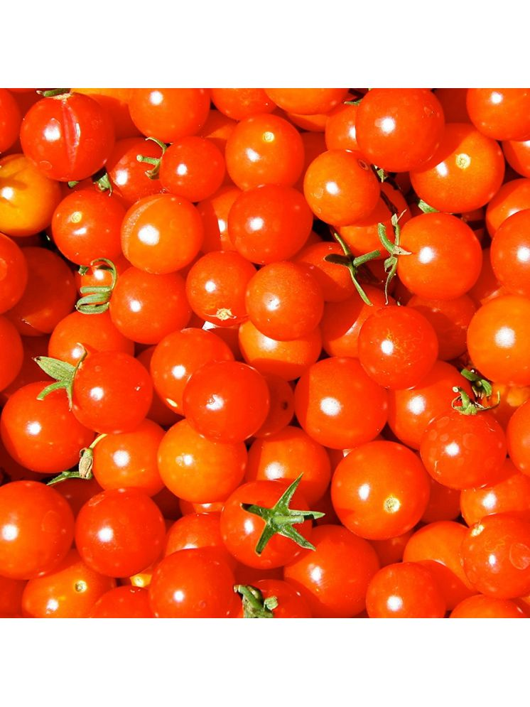     			Vedhahi Hybrid Red Cherry Tomato Vegetable ( 20 Seeds )