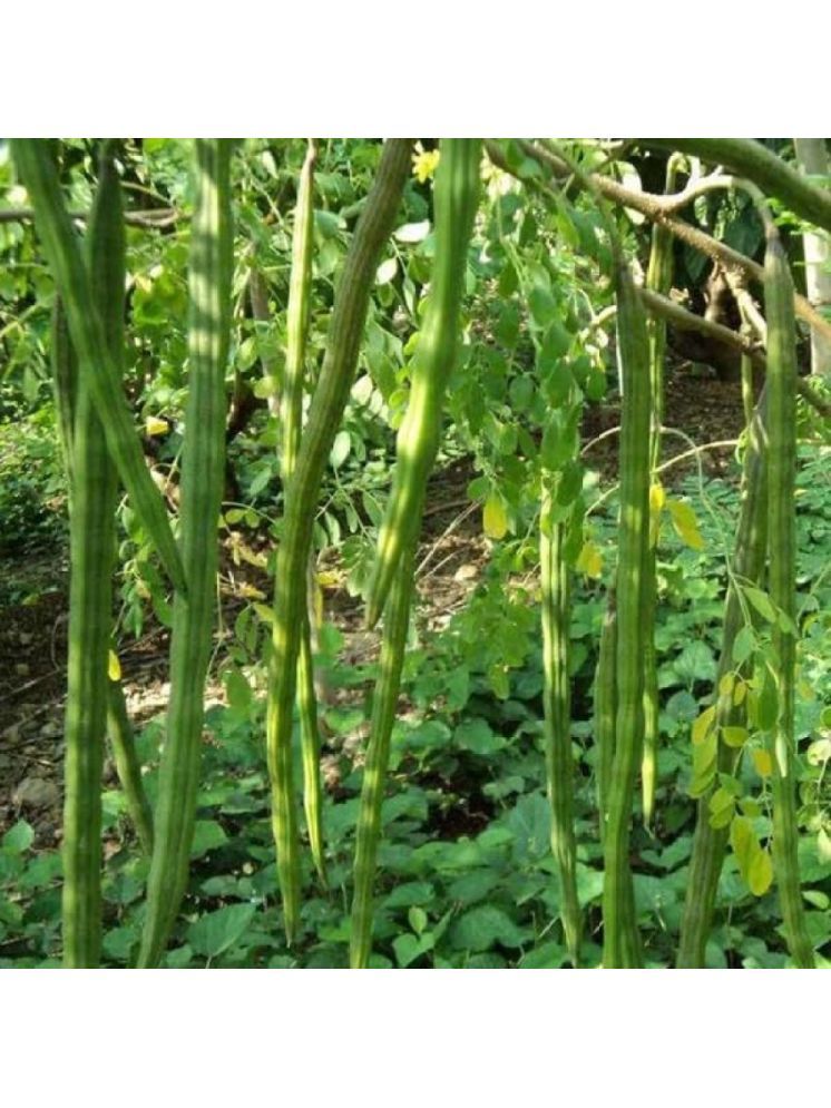     			Jignisha Seeds Hybrid Moringa (Drumstick) Vegetable ( 15 Seeds )