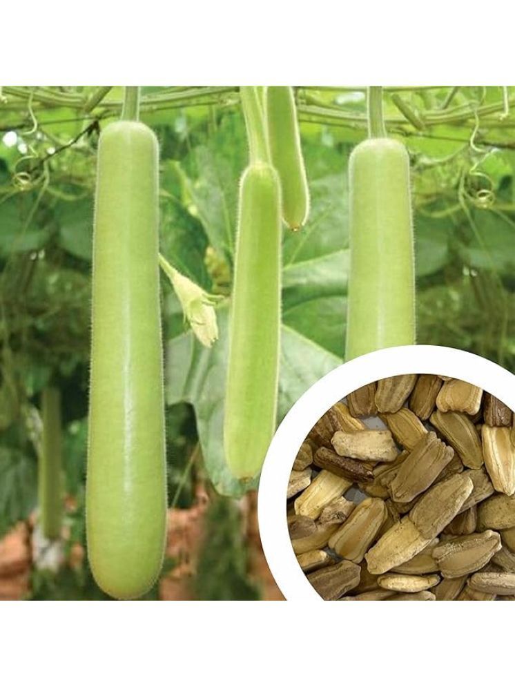     			Aero Seeds Bottle Gourd Vegetable ( 30 Seeds )