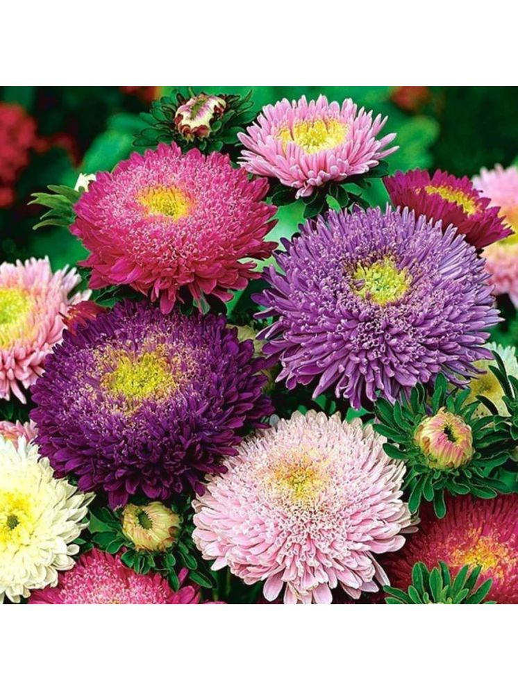     			PARTHVA SEEDS Aster Multicolored Flower ( 50 Seeds )