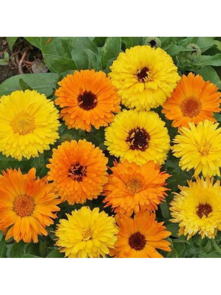     			PARTHVA SEEDS Calendula Flower ( 30 Seeds )