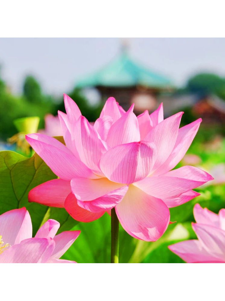     			PARTHVA SEEDS Lotus Flower ( 20 Seeds )