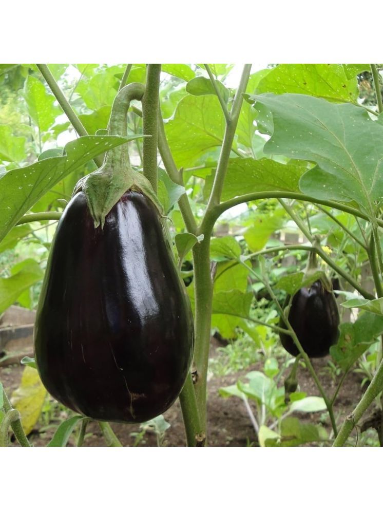     			Jignisha Seeds Organic Eggplant Vegetable ( 50 Seeds )