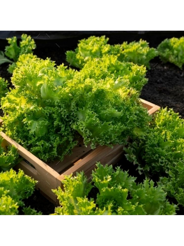     			Jignisha Seeds Hybrid Green Lettuce Vegetable ( 100 Seeds )