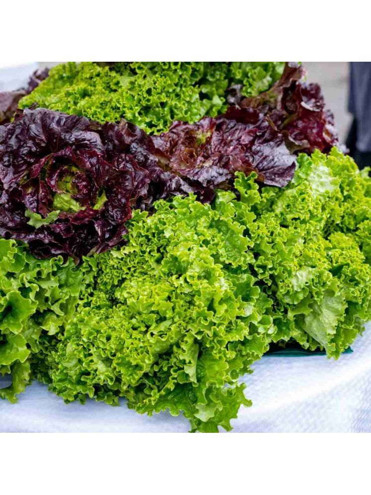     			Jignisha Seeds Organic Green Lettuce Vegetable ( 100 Seeds )