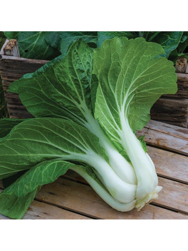     			Jignisha Seeds Hybrid Bok Choy Vegetable ( 100 Seeds )