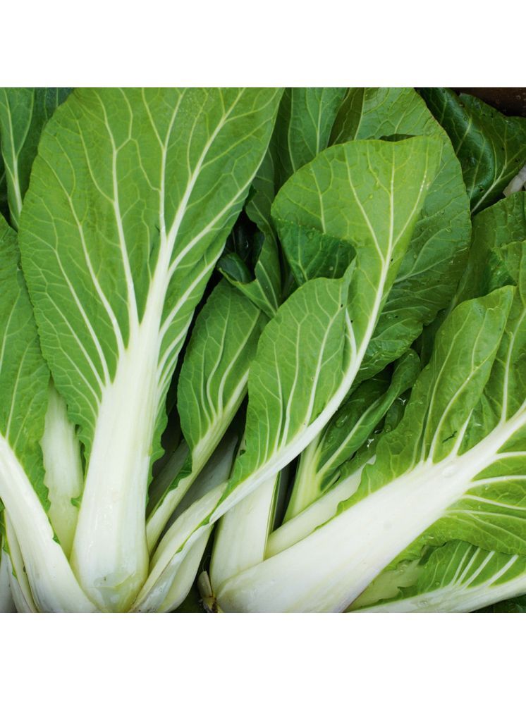     			Jignisha Seeds Hybrid Chinese Cabbage Vegetable ( 100 Seeds )