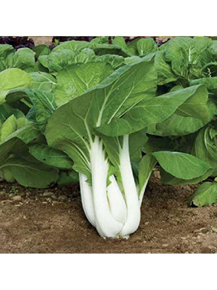     			Jignisha Seeds Hybrid Pak Choi Vegetable ( 100 Seeds )