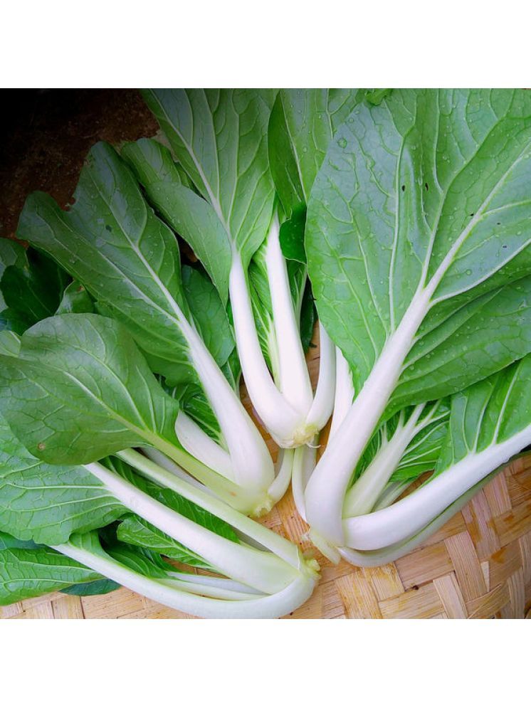     			Jignisha Seeds Hybrid Pak Choi Vegetable ( 100 Seeds )