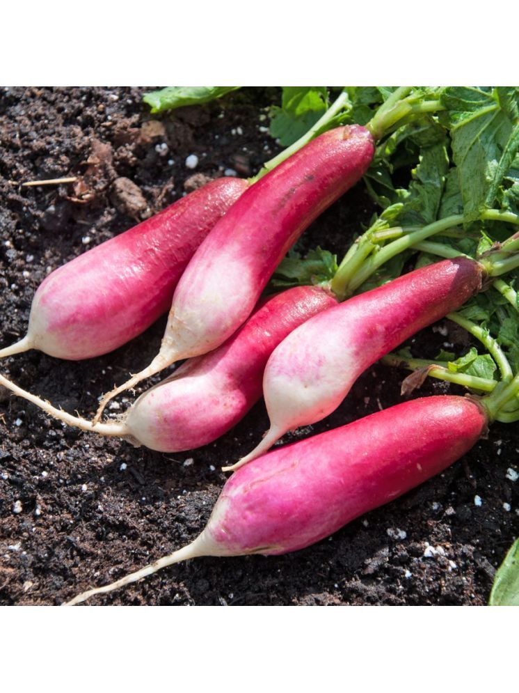     			Jignisha Seeds Hybrid Red Radish Vegetable ( 50 Seeds )