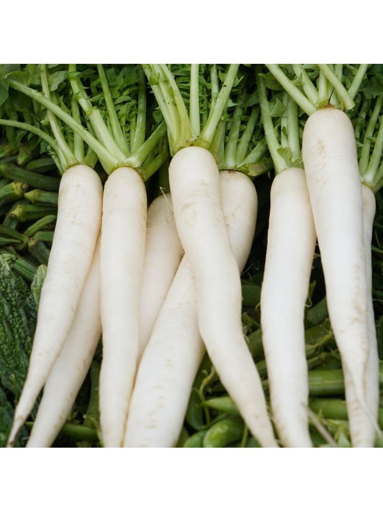     			Jignisha Seeds Hybrid White Radish Vegetable ( 500 Seeds )