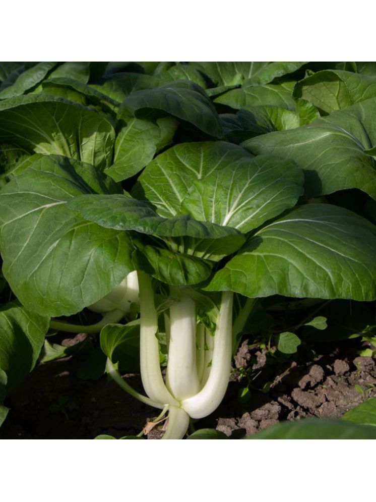     			Jignisha Seeds Organic Chinese Cabbage Vegetable ( 100 Seeds )