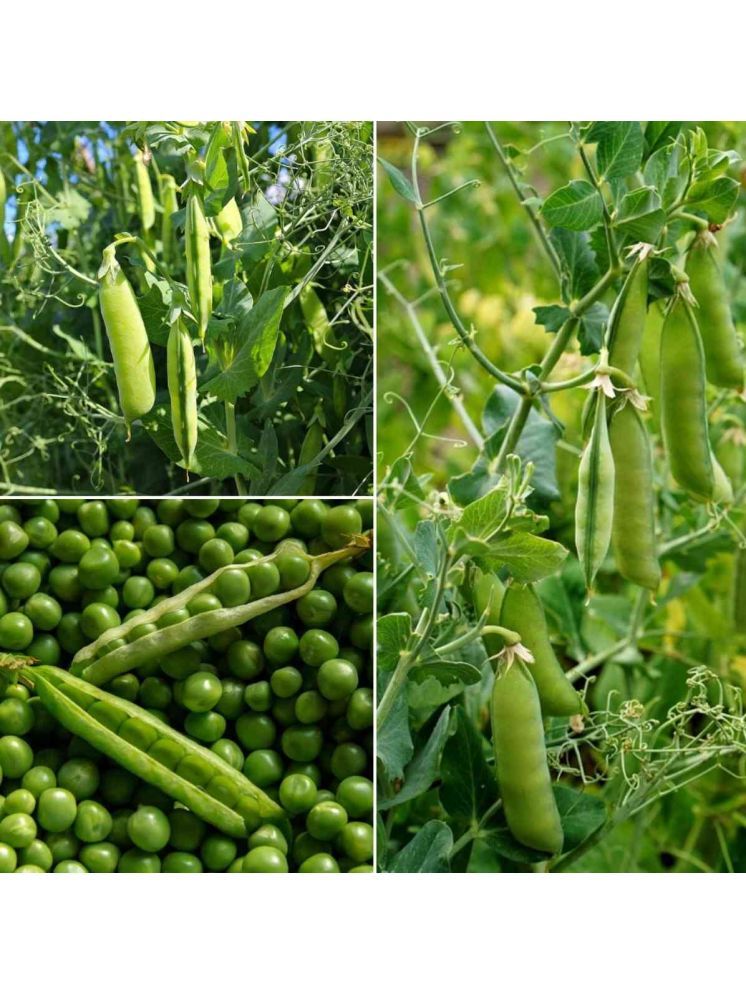     			Jignisha Seeds Organic Green Pea Vegetable ( 30 Seeds )