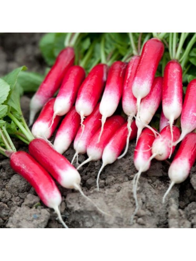     			Jignisha Seeds Red Radish Vegetable ( 50 Seeds )