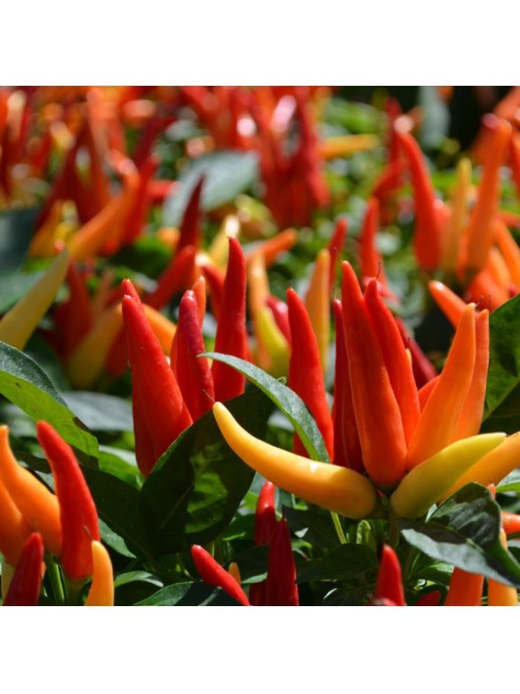     			Jignisha Seeds Hybrid Ornamental Chilli Vegetable ( 50 Seeds )