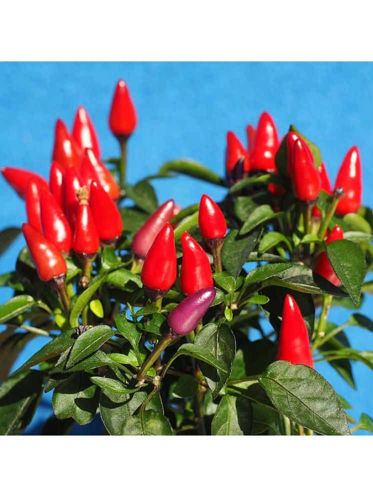     			Jignisha Seeds Hybrid Ornamental Chilli Vegetable ( 50 Seeds )