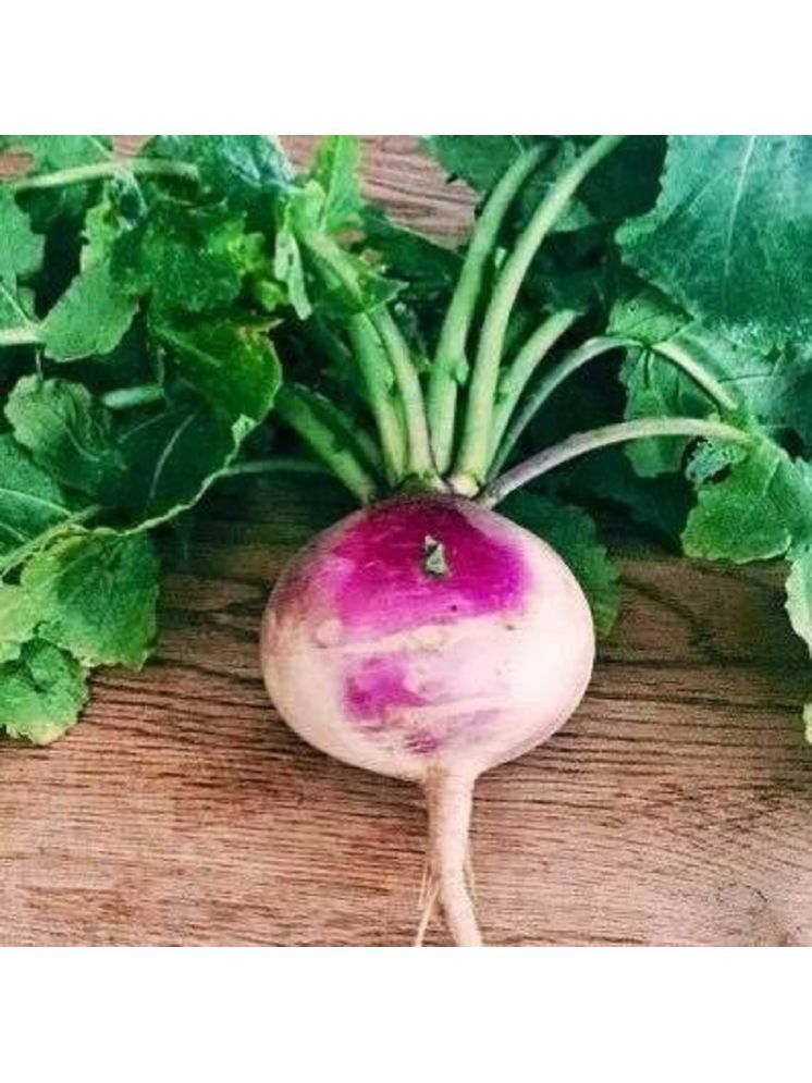     			Jignisha Seeds Hybrid Turnip Purple Top Vegetable ( 50 Seeds )