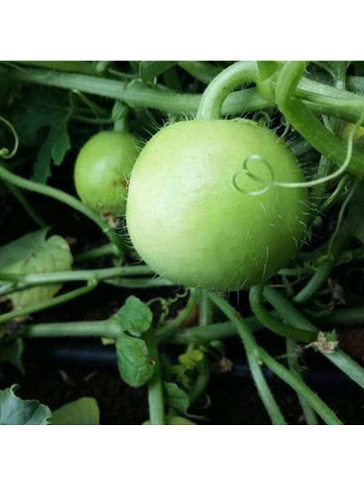     			Jignisha Seeds Organic Indian Round Gourd Vegetable ( 50 Seeds )