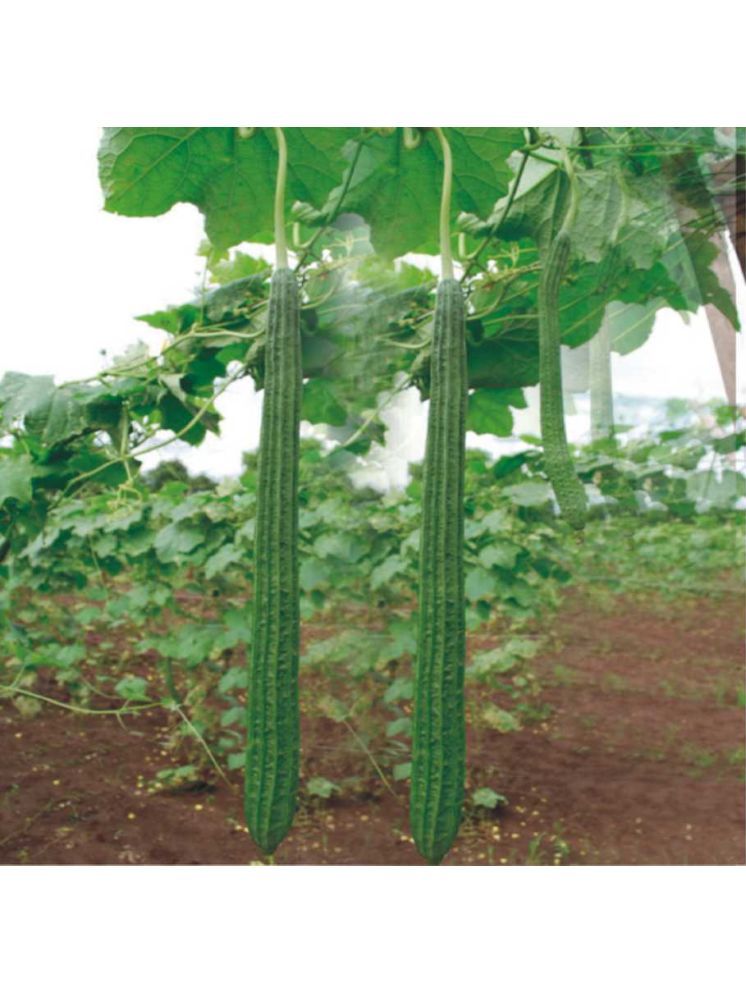     			Jignisha Seeds Organic Turai Vegetable ( 30 Seeds )