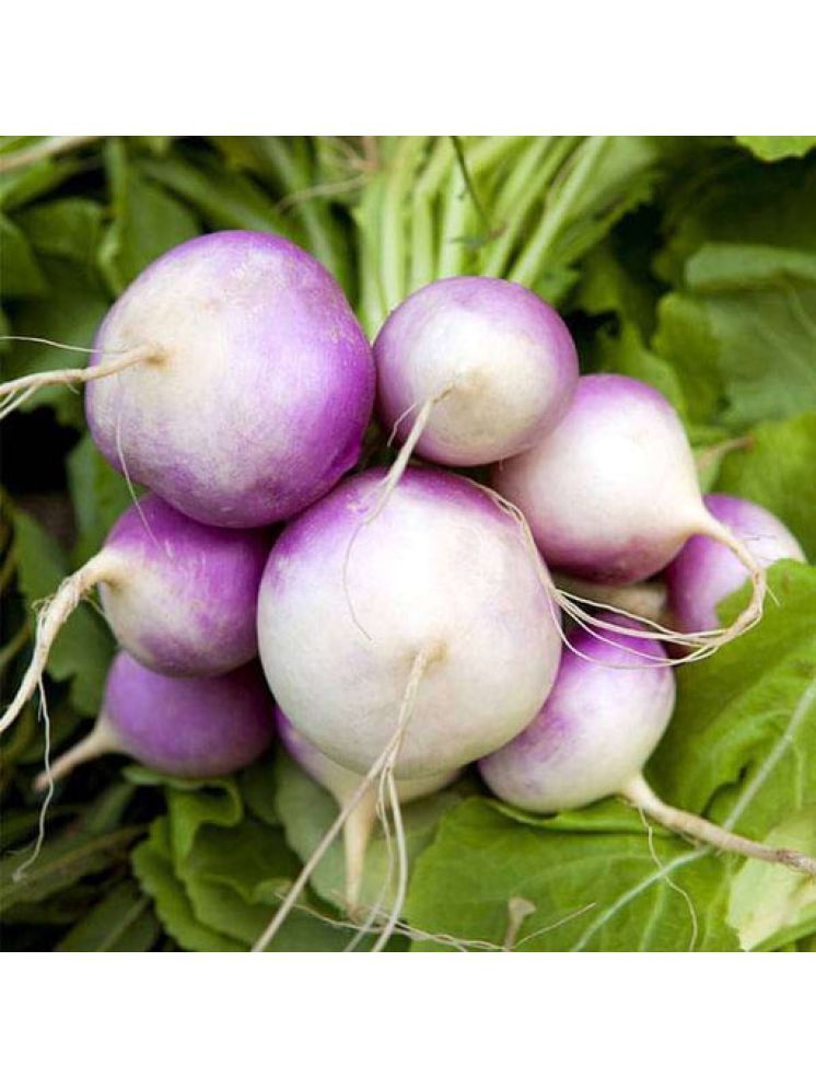     			Jignisha Seeds Organic Turnip Purple Top Vegetable ( 50 Seeds )